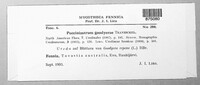 Pucciniastrum goodyerae image